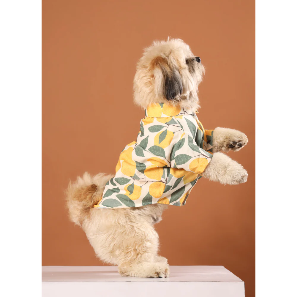 15buttons Limon Shirt for Dogs - Image 3