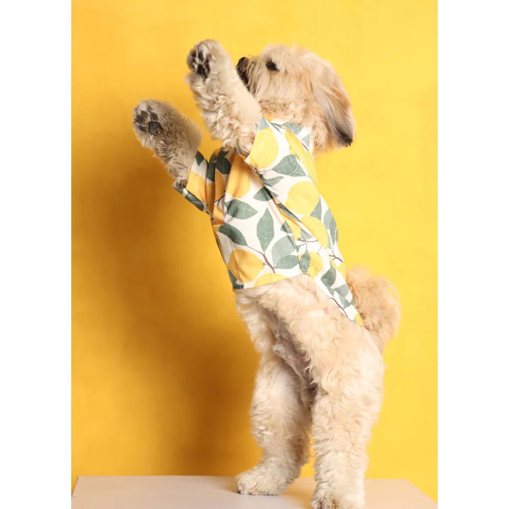15buttons Limon Shirt for Dogs - Image 4