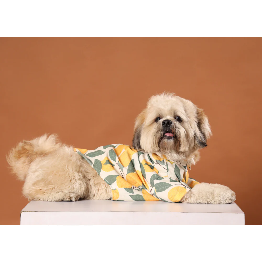 15buttons Limon Shirt for Dogs - Image 5