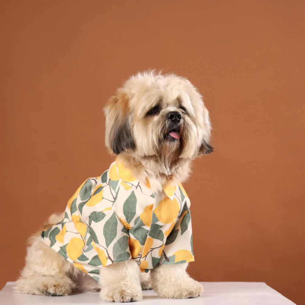 15buttons Limon Shirt for Dogs - Image 6