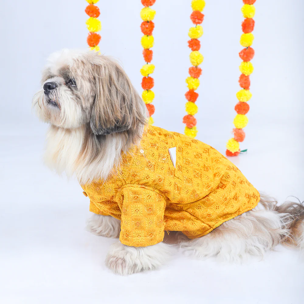 15 Furries Sherwani for Dogs (Yellow) - Image 3