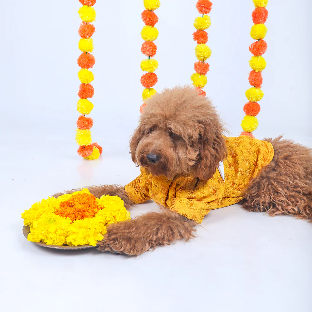 15 Furries Sherwani for Dogs (Yellow) - Image 6