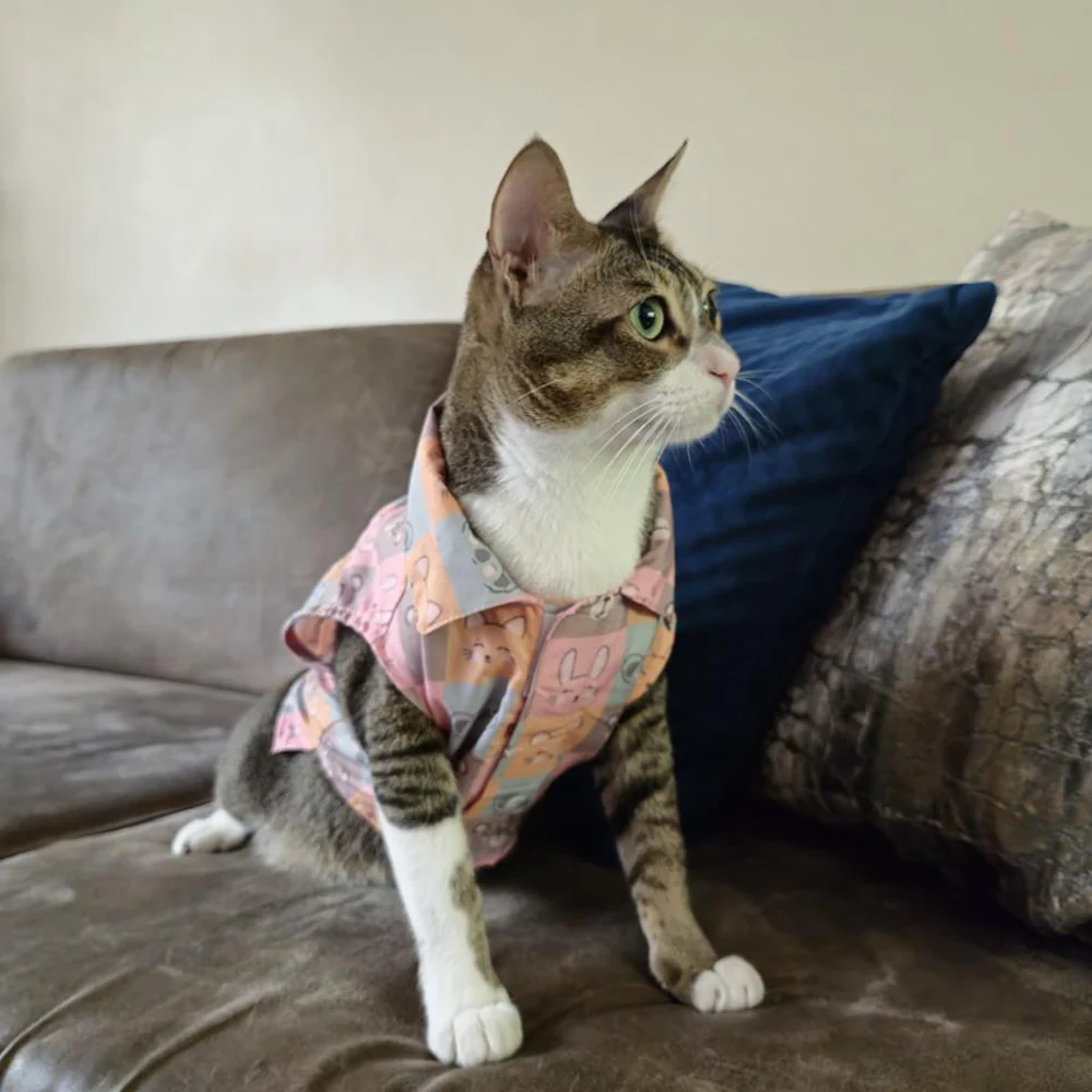 15 Furries Kitty Dreams Shirt for Cats (Multicolour) - Image 7