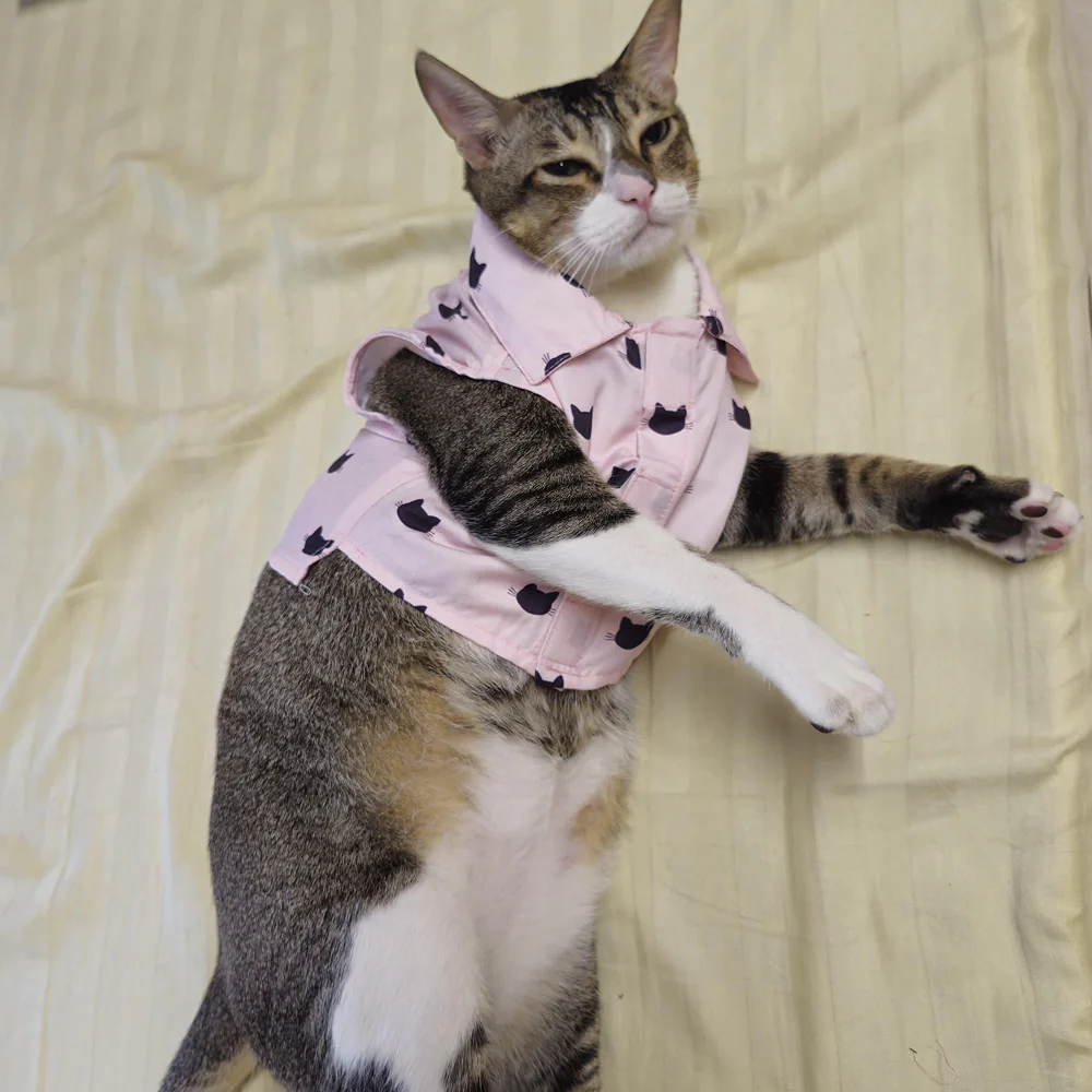 15 Furries Purfect pink Shirt for Cats (Pink) - Image 12