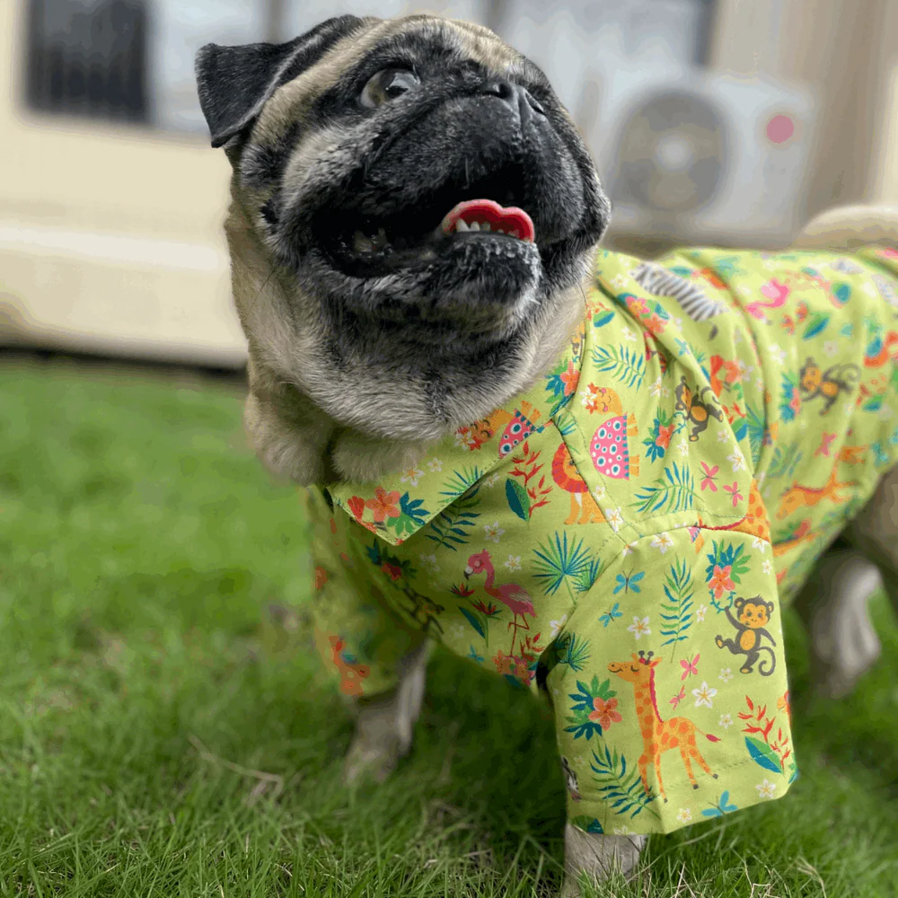 15buttons Madagascar Shirt for Dogs - Image 6
