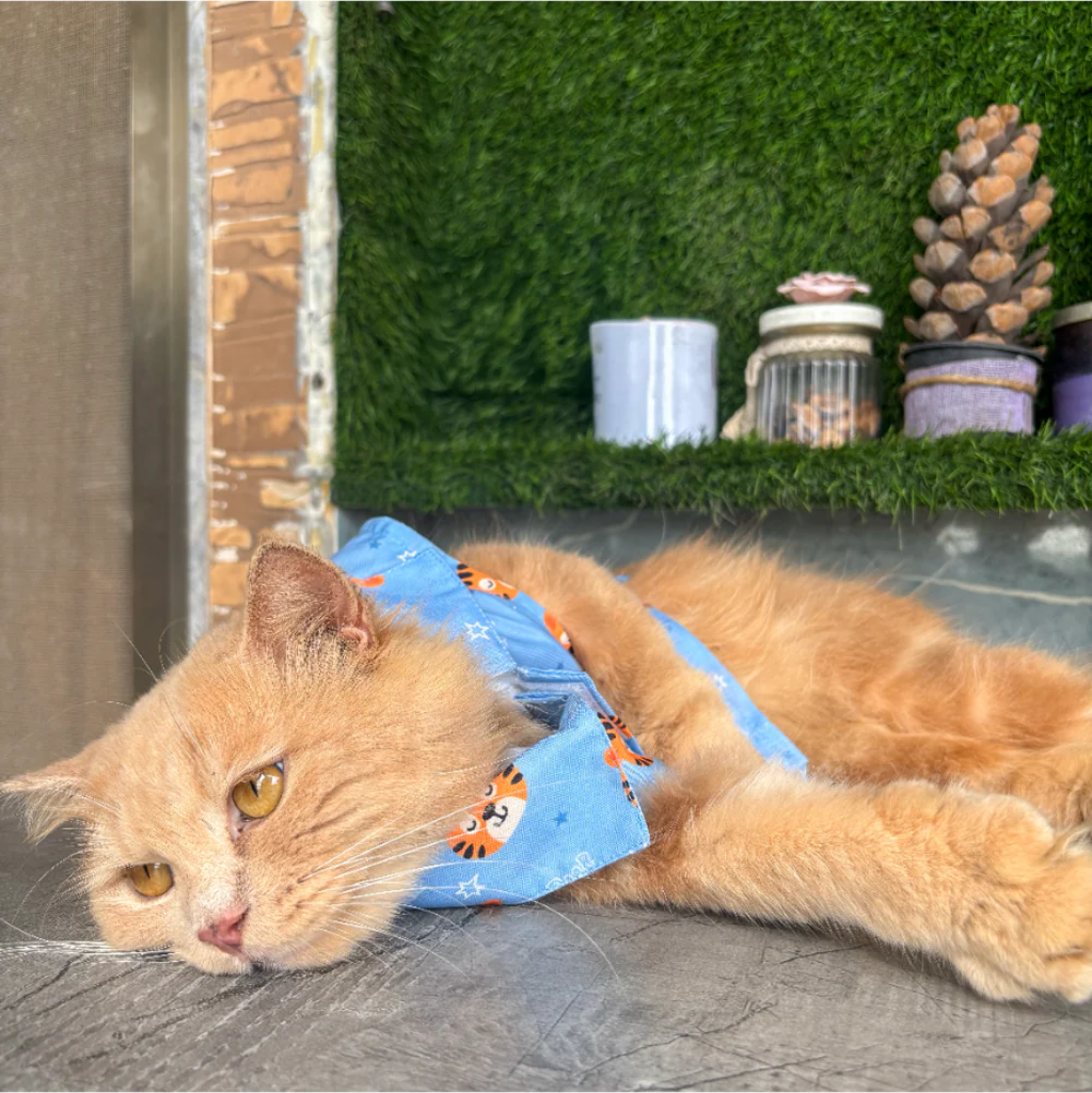 15 Furries Tiger Shirt for Cats (Orange and Blue) - Image 14