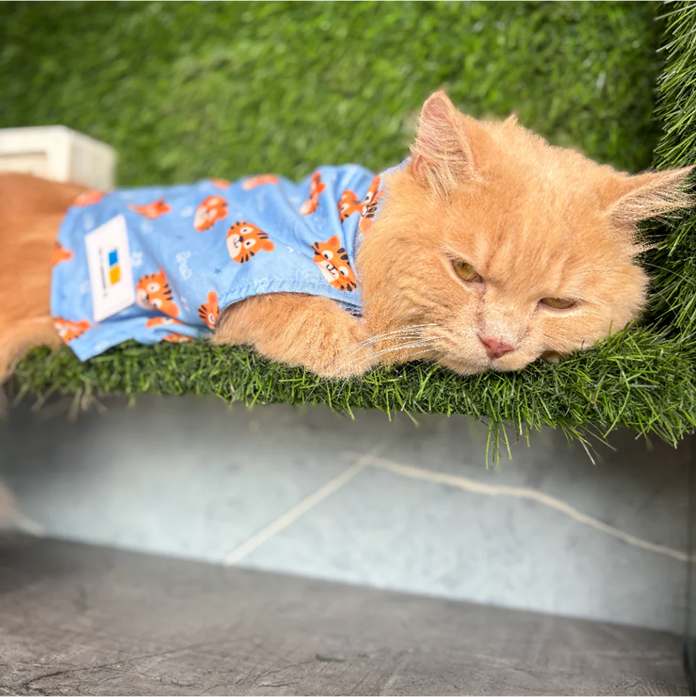 15 Furries Tiger Shirt for Cats (Orange and Blue) - Image 16