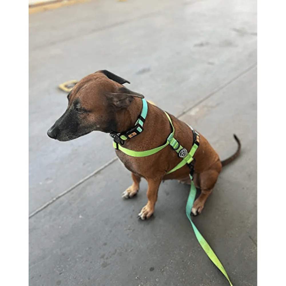 A Plus A Pets Skin Friendly Gradient Design Harness for Dogs and Cats (Green) - Image 3