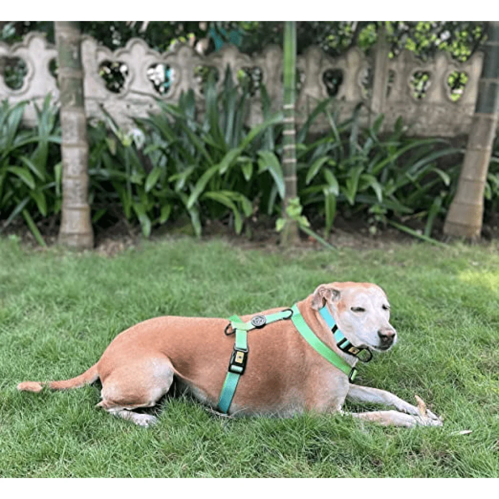 A Plus A Pets Skin Friendly Gradient Design Harness for Dogs and Cats (Green) - Image 4