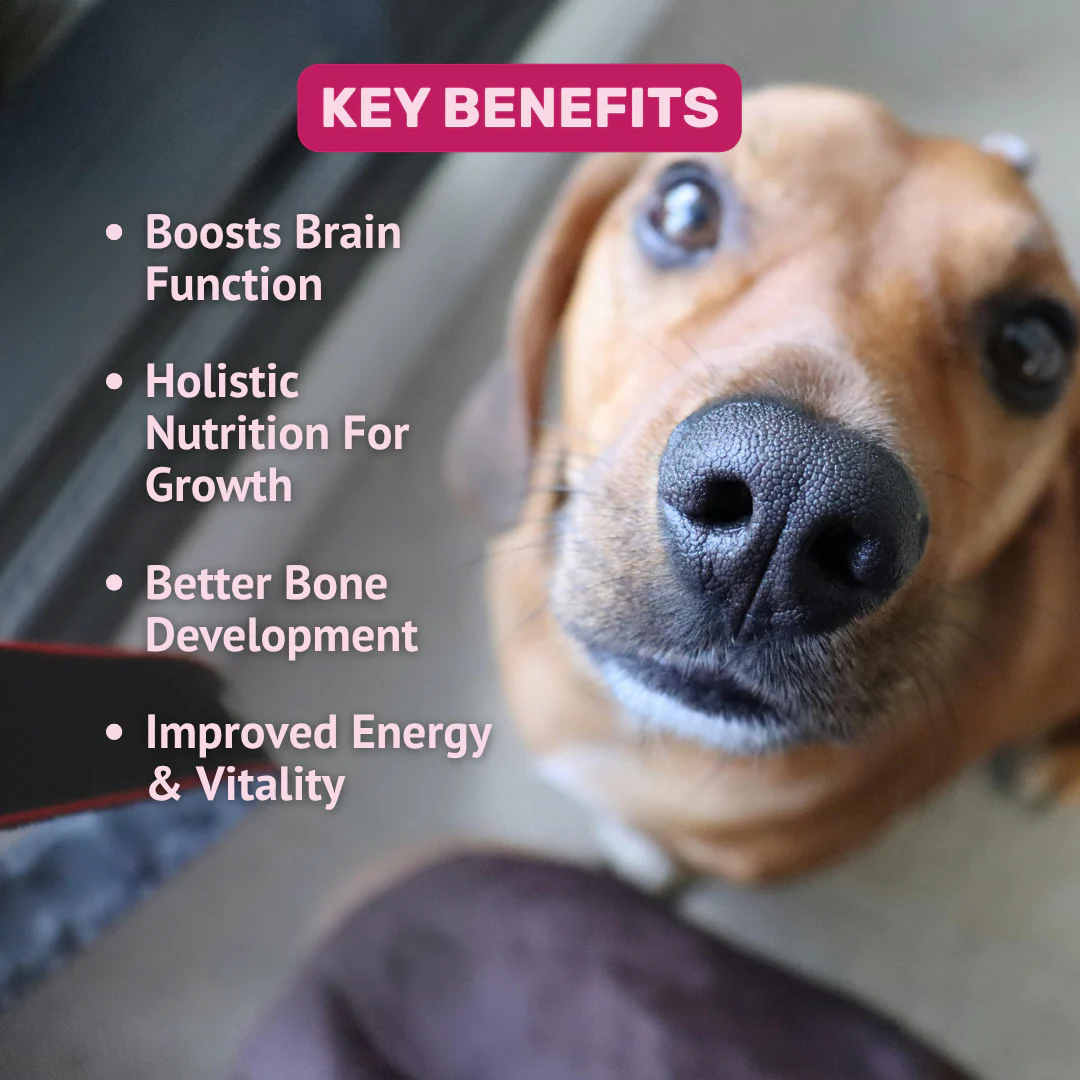 Absolut Pet 12 in 1 Multivitamins Bone & Muscle Chews Dogs Treat - Image 3