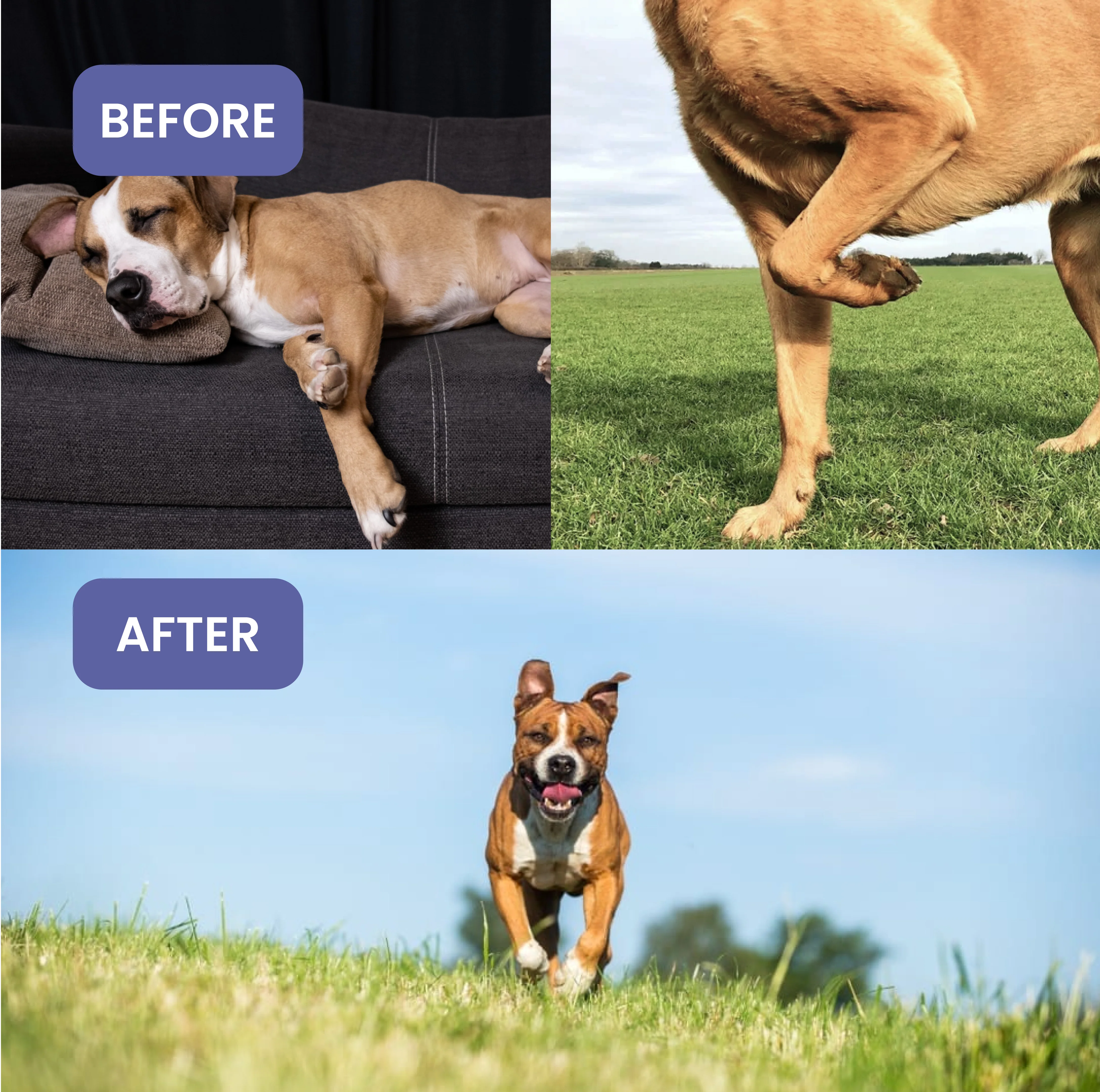 Absolut Pet Hip and Joint Care Dog Supplement - Image 6