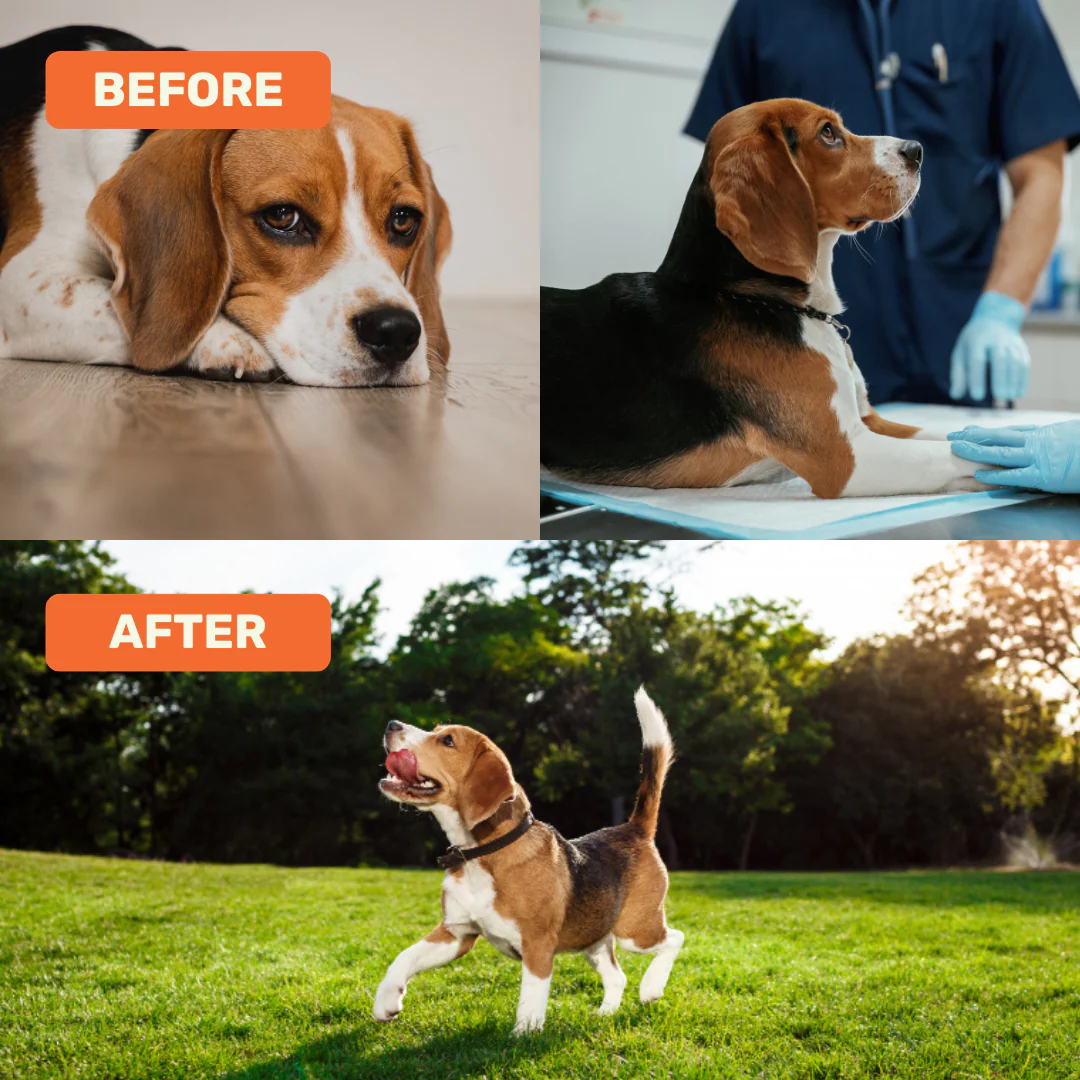 Absolut Pet Postbiotics to Boost Immunity Reduce Allergies & Improve Bioavailability Chews Dogs Treat - Image 3