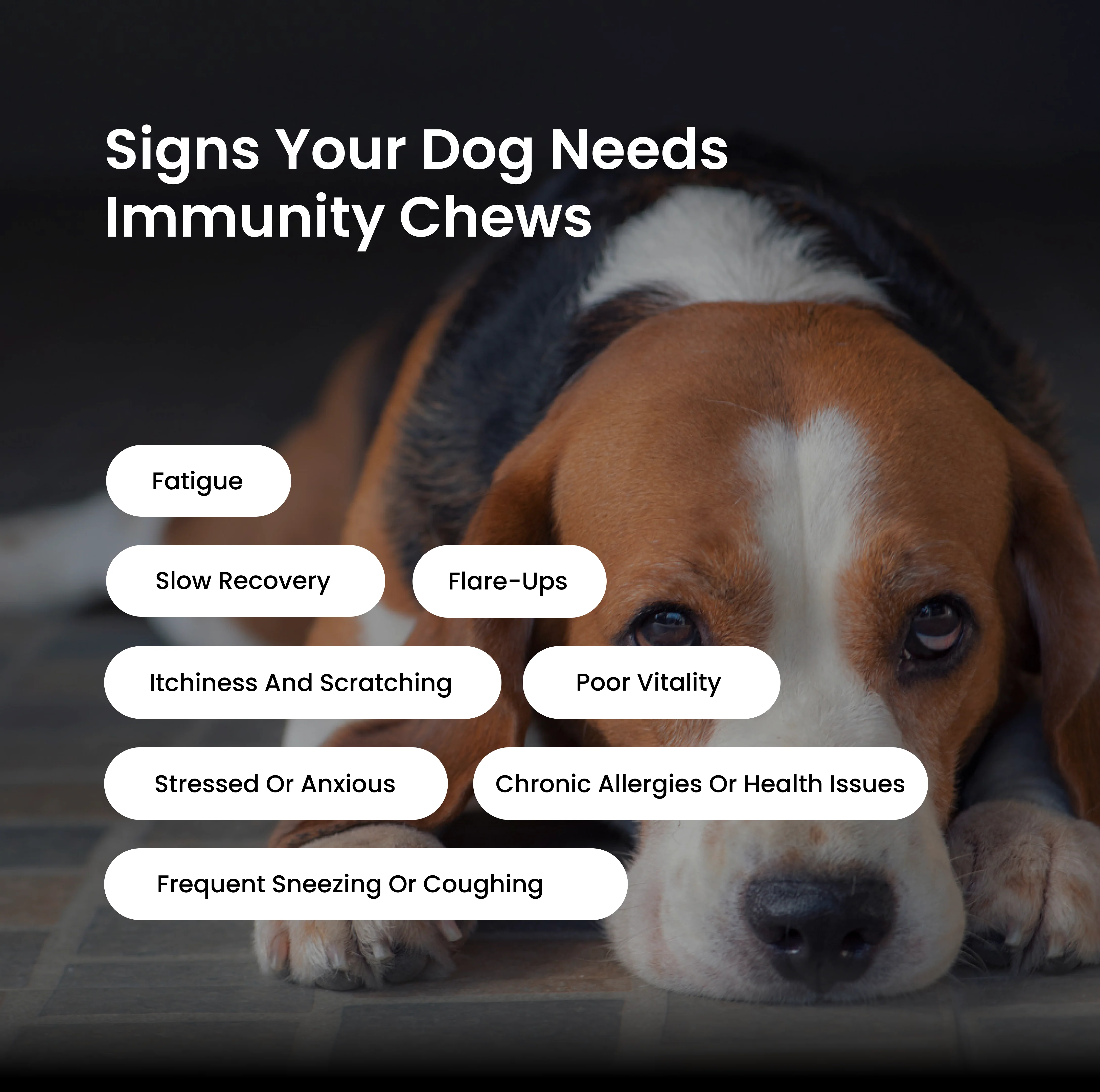 Absolut Pet Postbiotics to Boost Immunity Reduce Allergies & Improve Bioavailability Chews Dogs Treat - Image 6