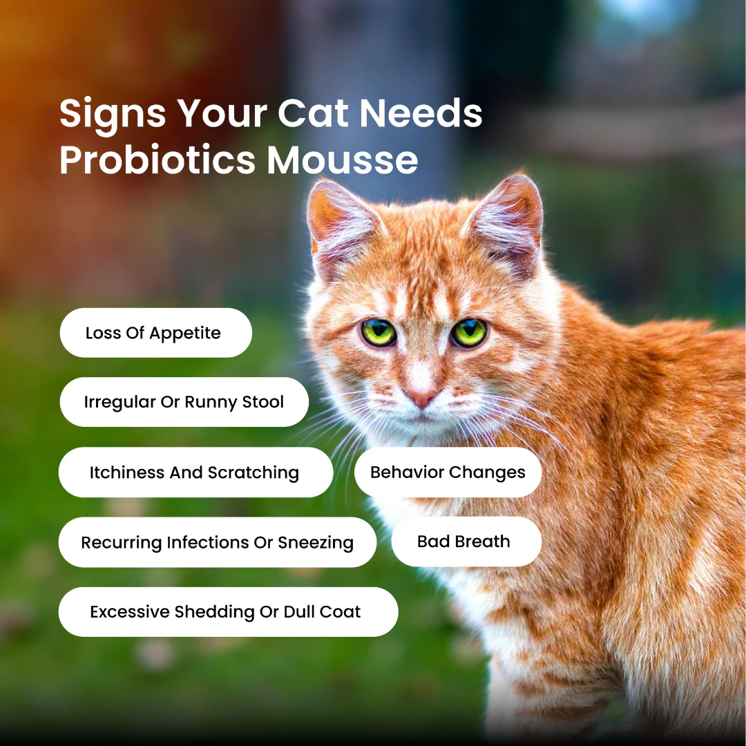 Absolut Pet Probiotics Gut Health Creamy Supplements for Cats - Image 3
