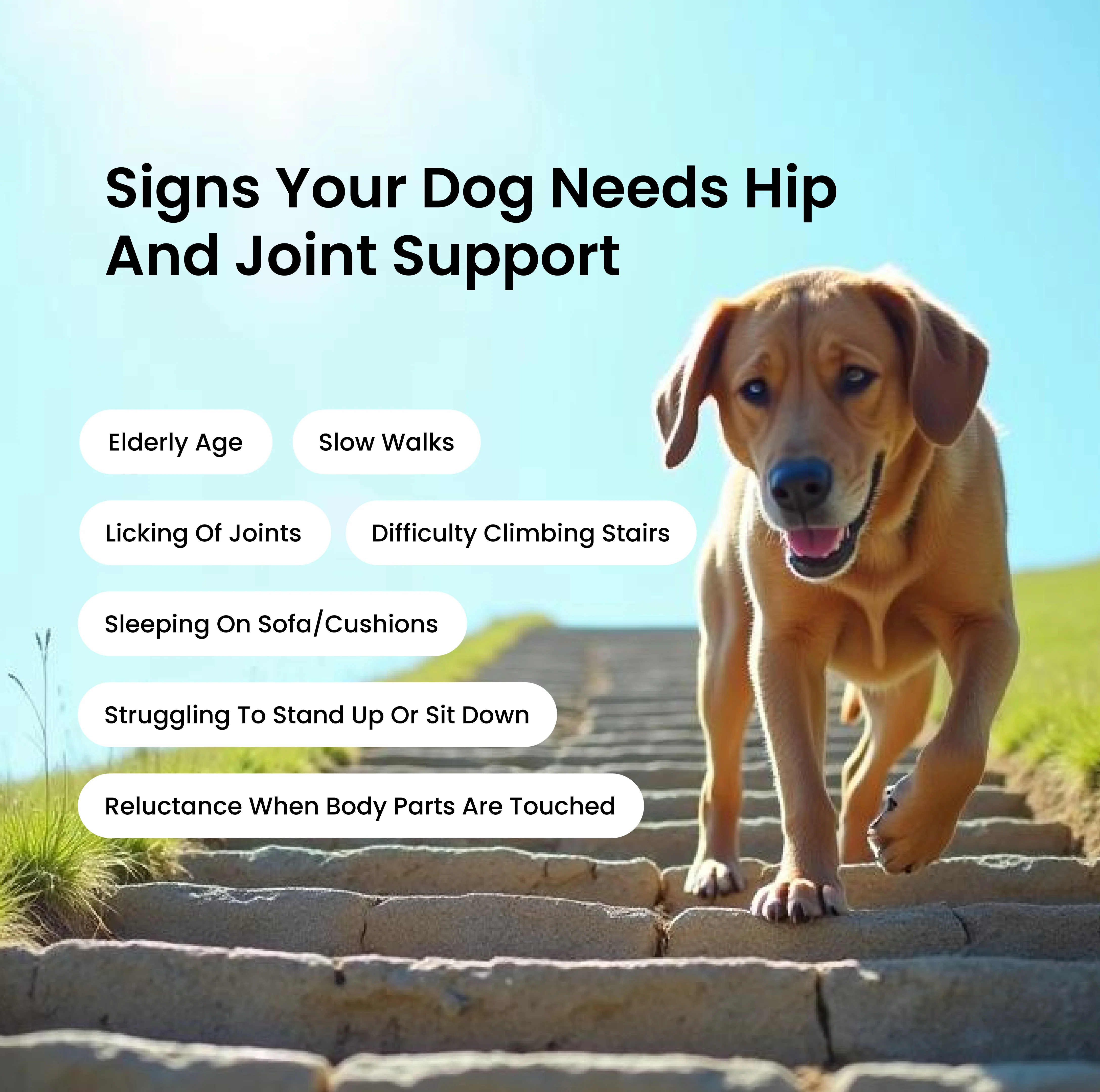 Absolut Pet Probiotics Gut &  Hip and Joint Care Health Dog Supplement Combo - Image 13