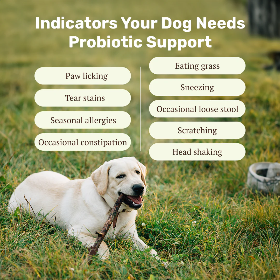 Absolut Pet Probiotics Gut Skin Coat Support Collagen and Biotin Health Dog Supplement - Image 4