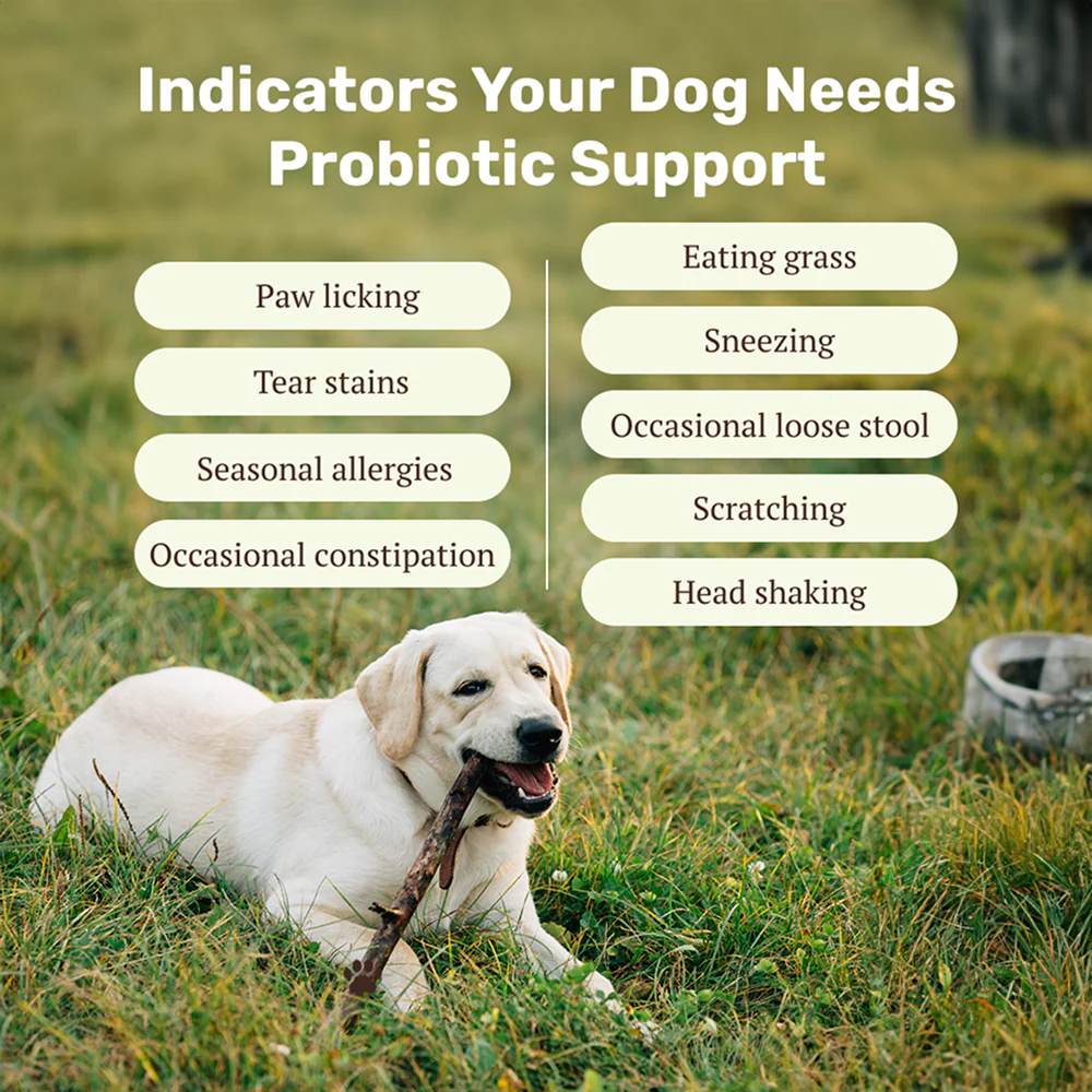 Absolut Pet Probiotics Hypoallergenic Gut Health Dog Supplement - Image 3