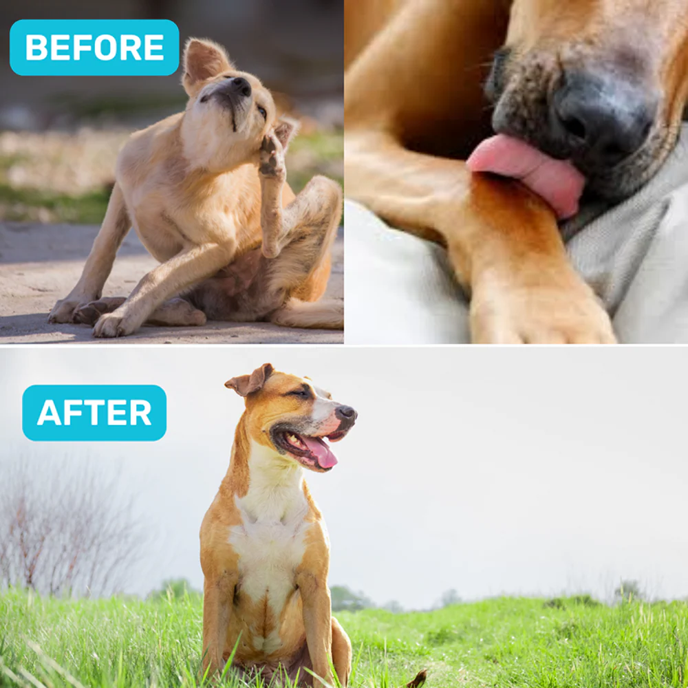 Absolut Pet Probiotics Hypoallergenic Gut Health Dog Supplement - Image 6