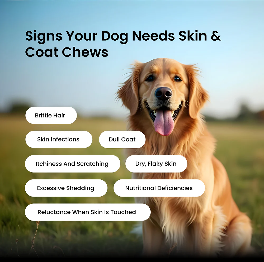 Absolut Pet Skin & Coat with Collagen and Biotin Dog Supplement - Image 5