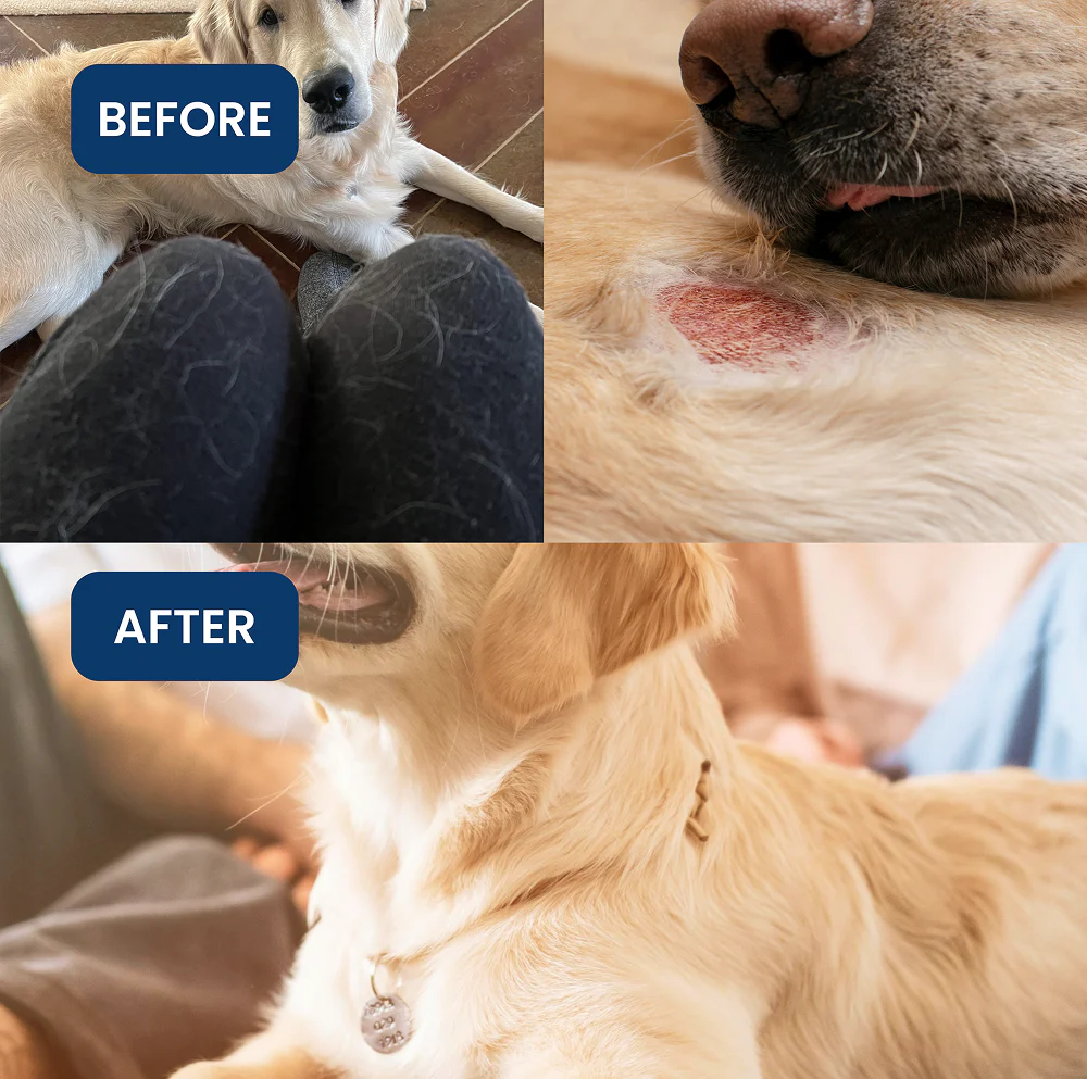 Absolut Pet Skin & Coat with Collagen and Biotin Dog Supplement - Image 6