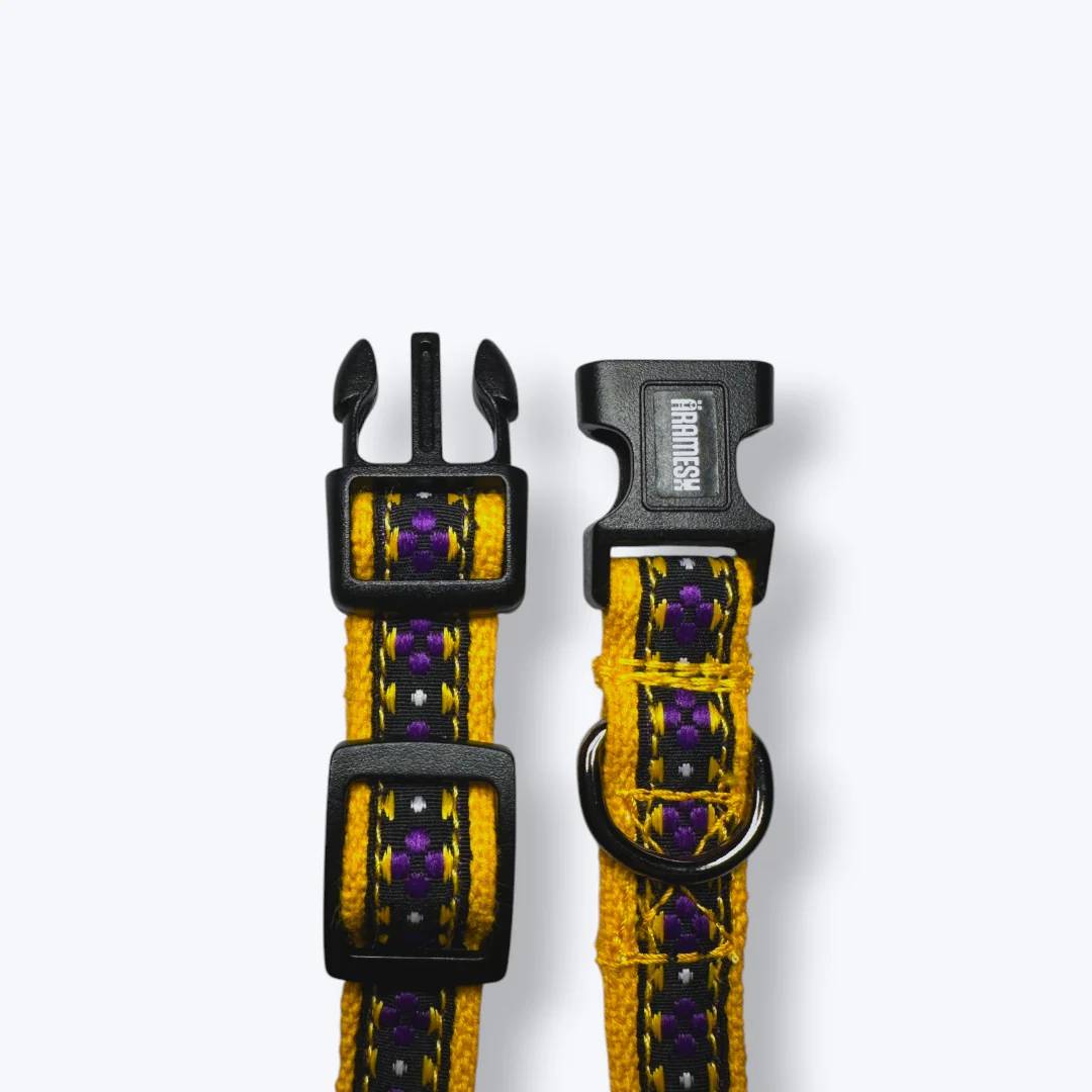 Aramesh Amber Paws Collar for Cats (Yellow and Purple) - Image 3