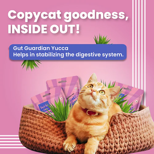 Bark Out Loud by Vivaldis Pillows for Sensitive Gut Cat Treats - Image 3