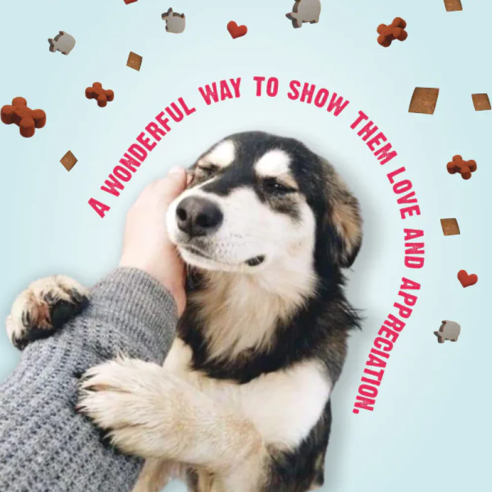 Bark Out Loud by Vivaldis Prefect Gifting Spanish Treat Box for Dogs - Image 4
