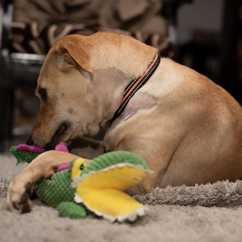 Barkbutler Aly The Gator Plush Toy for Dogs | For Medium Chewers (Green) - Image 11