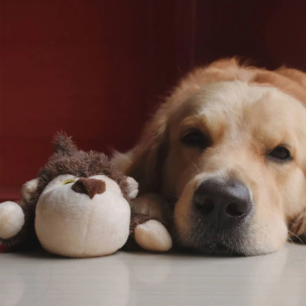 Barkbutler Boh The Bear Plush Toy for Dogs | For Medium Chewers (Brown) - Image 8