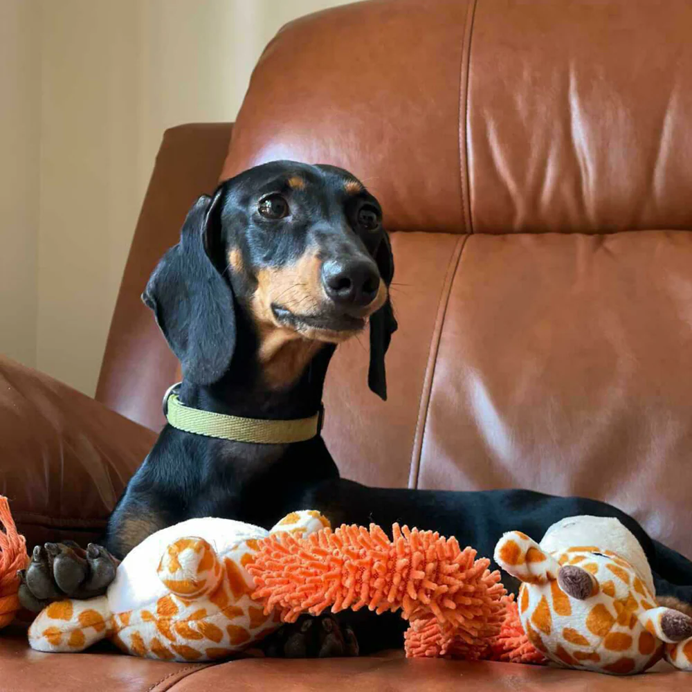 Barkbutler Garry The Giraffe Plush Toy for Dogs | For Soft Chewers - Image 6