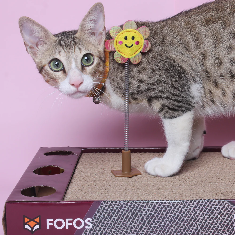 Barkbutler x Fofos Rock & Roll Play Box Scratcher Toys for Cats - Image 6