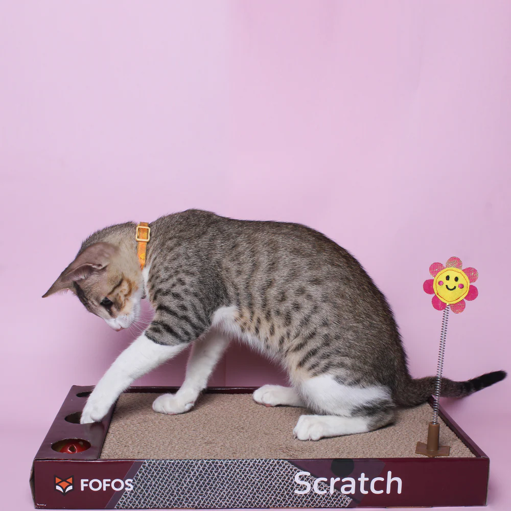 Barkbutler x Fofos Rock & Roll Play Box Scratcher Toys for Cats - Image 7