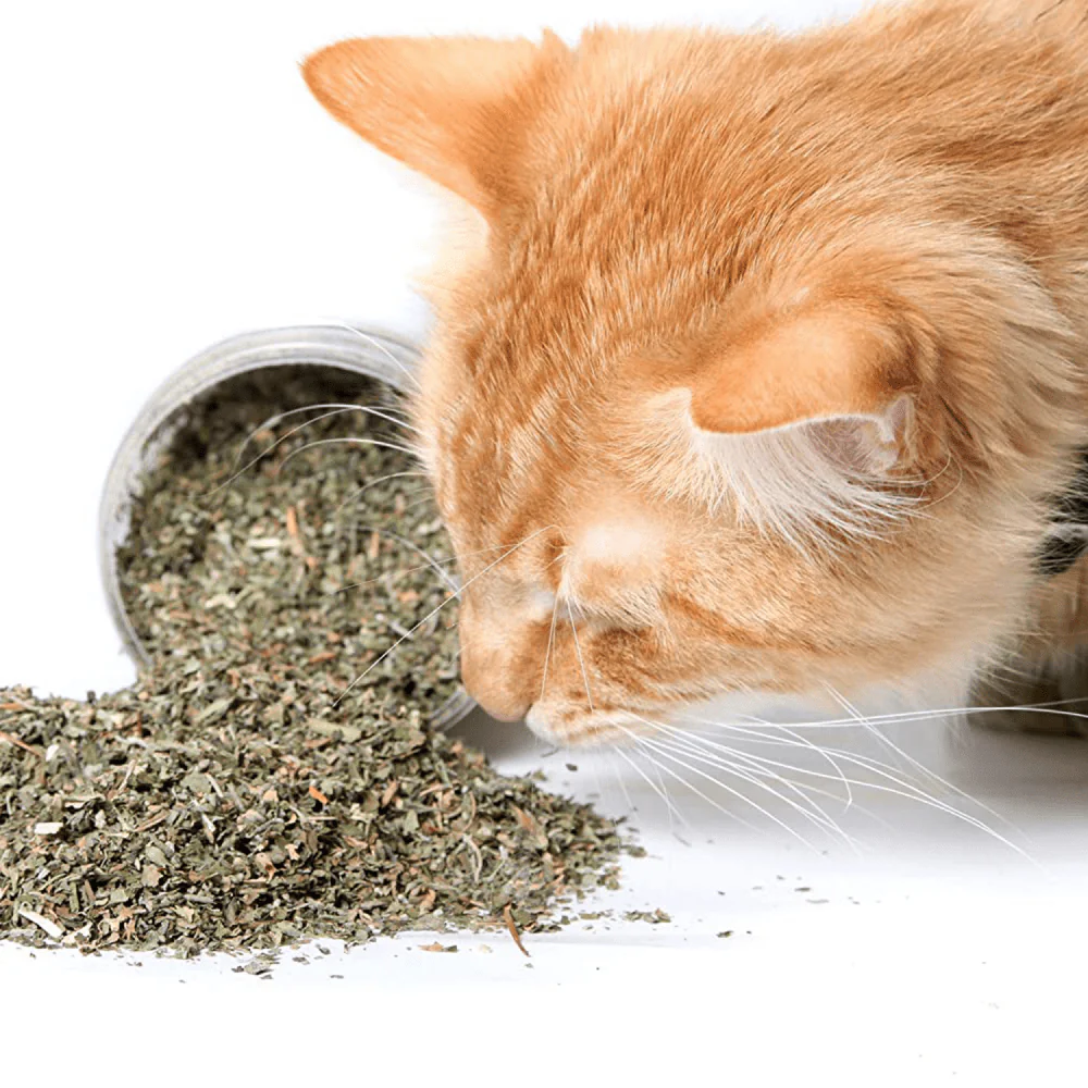 Basil Catnip in a Jar for Cats - Image 4