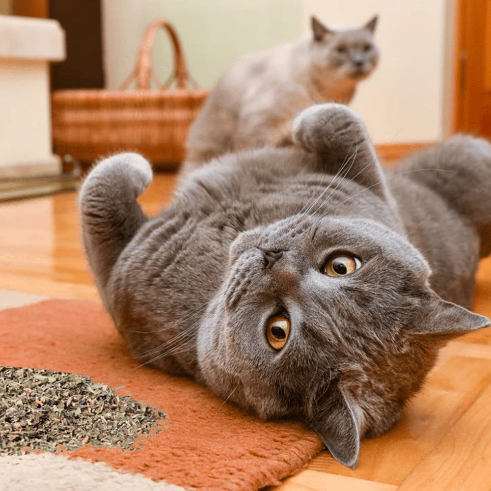 Basil Catnip in a Jar for Cats - Image 5