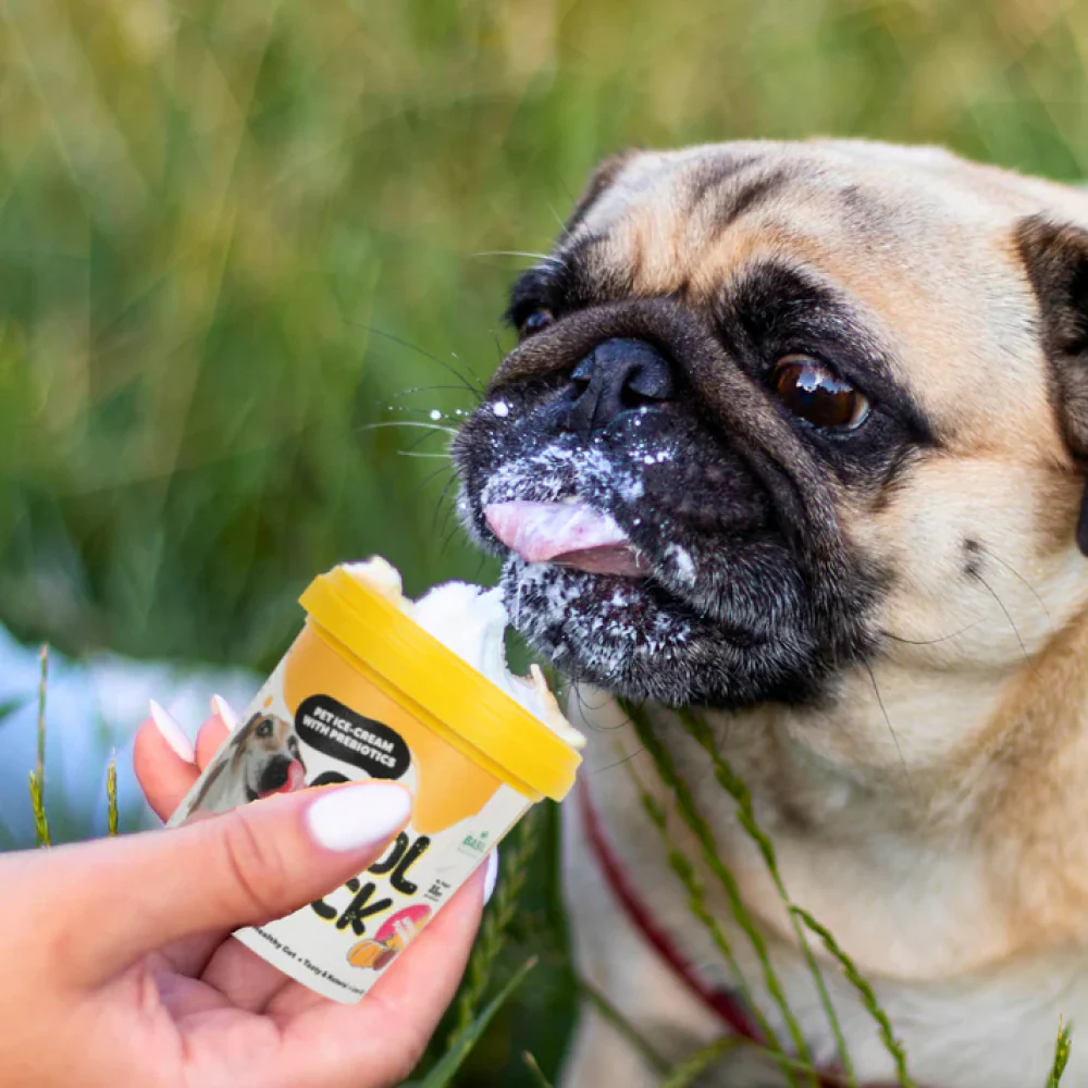 Basil Cool Lick Apple & Pumpkin with Added Prebiotics Ice Cream for Dogs - Image 4