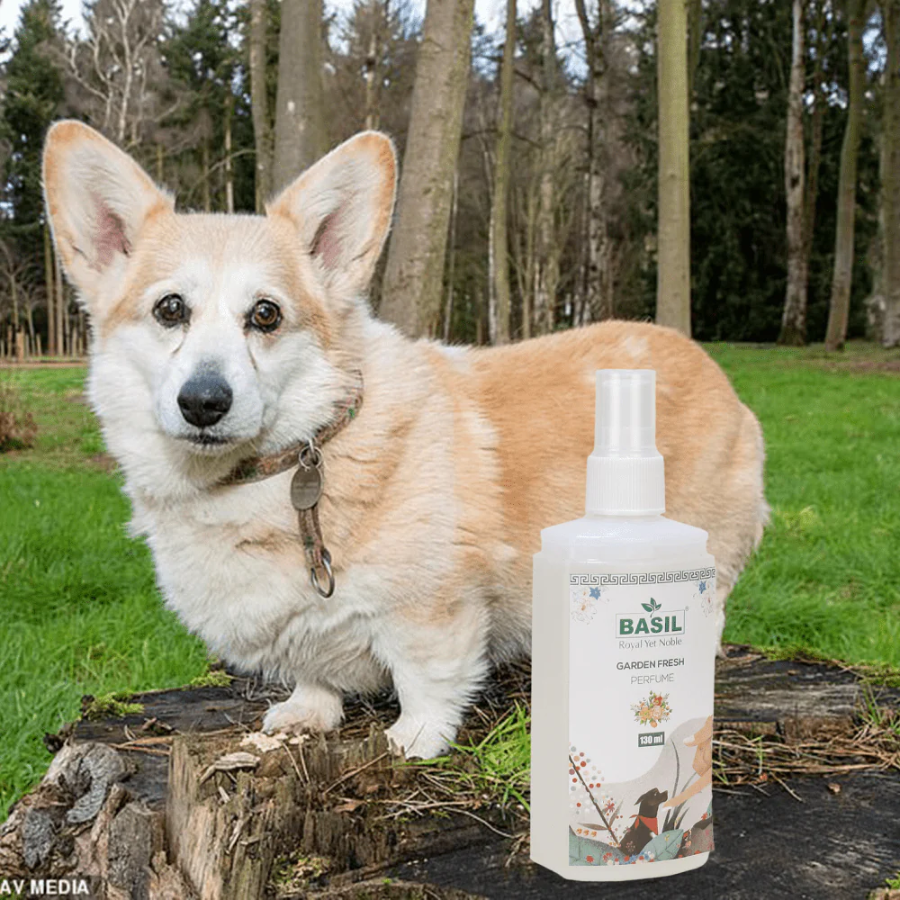 Basil Garden Fresh Perfume Spray for Dogs and Cats - Image 5