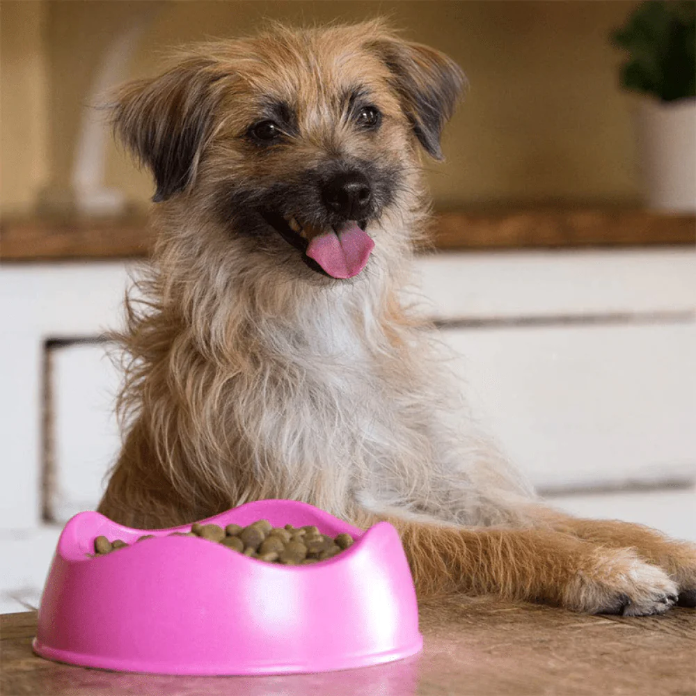 Beco Bowl for Dogs (Pink) - Image 2