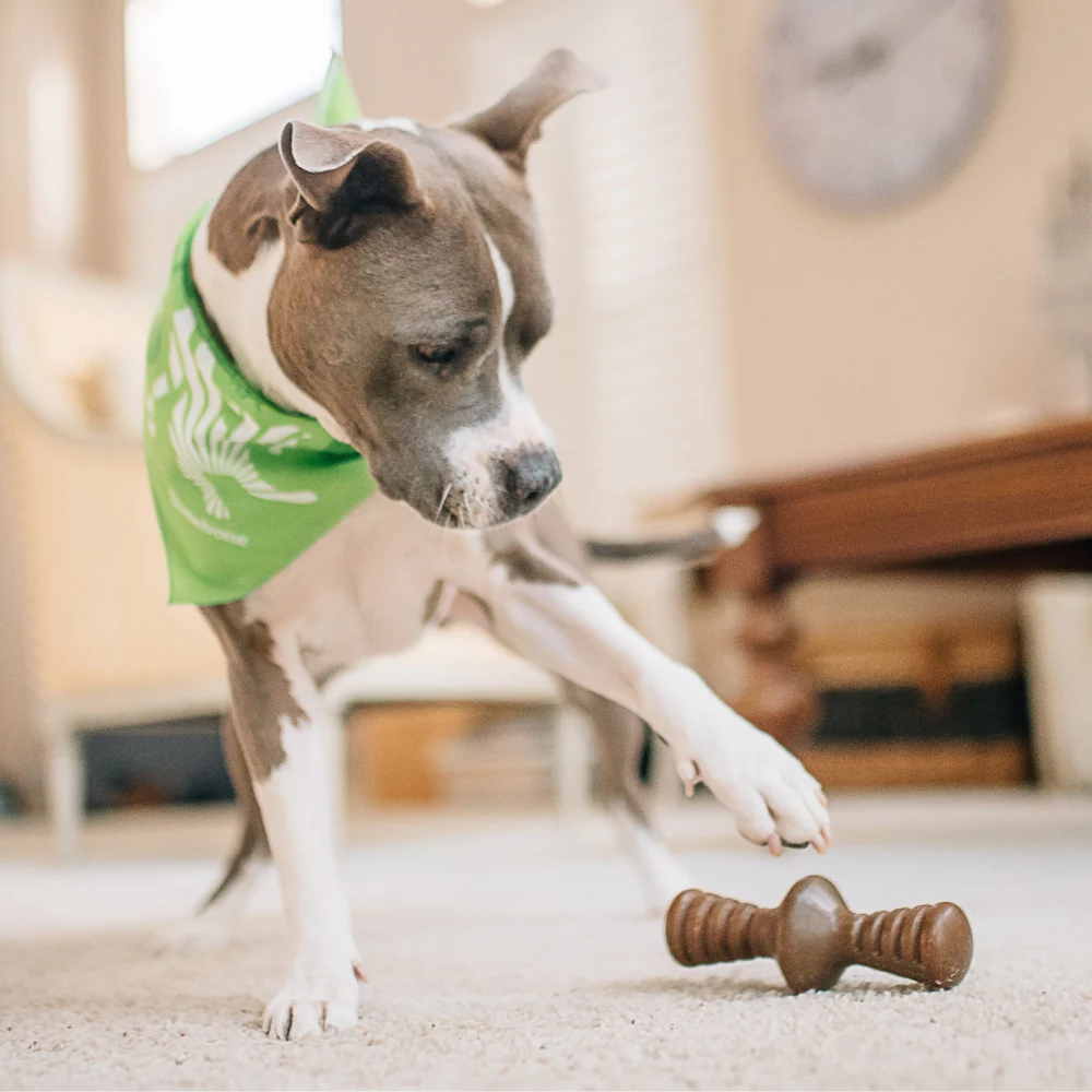 Benebone Bacon Butter Flavored Zaggler Rolling Chew Toy for Dogs - Image 7