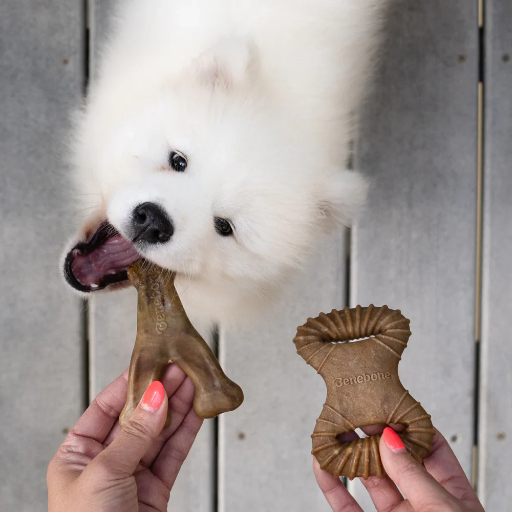 Benebone Bacon Flavored Dental and Wishbone Chew Toys for Dogs - Image 4
