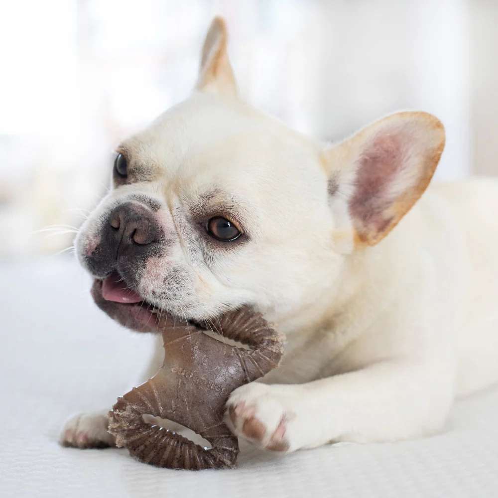 Benebone Bacon Flavored Dental and Wishbone Chew Toys for Dogs - Image 5