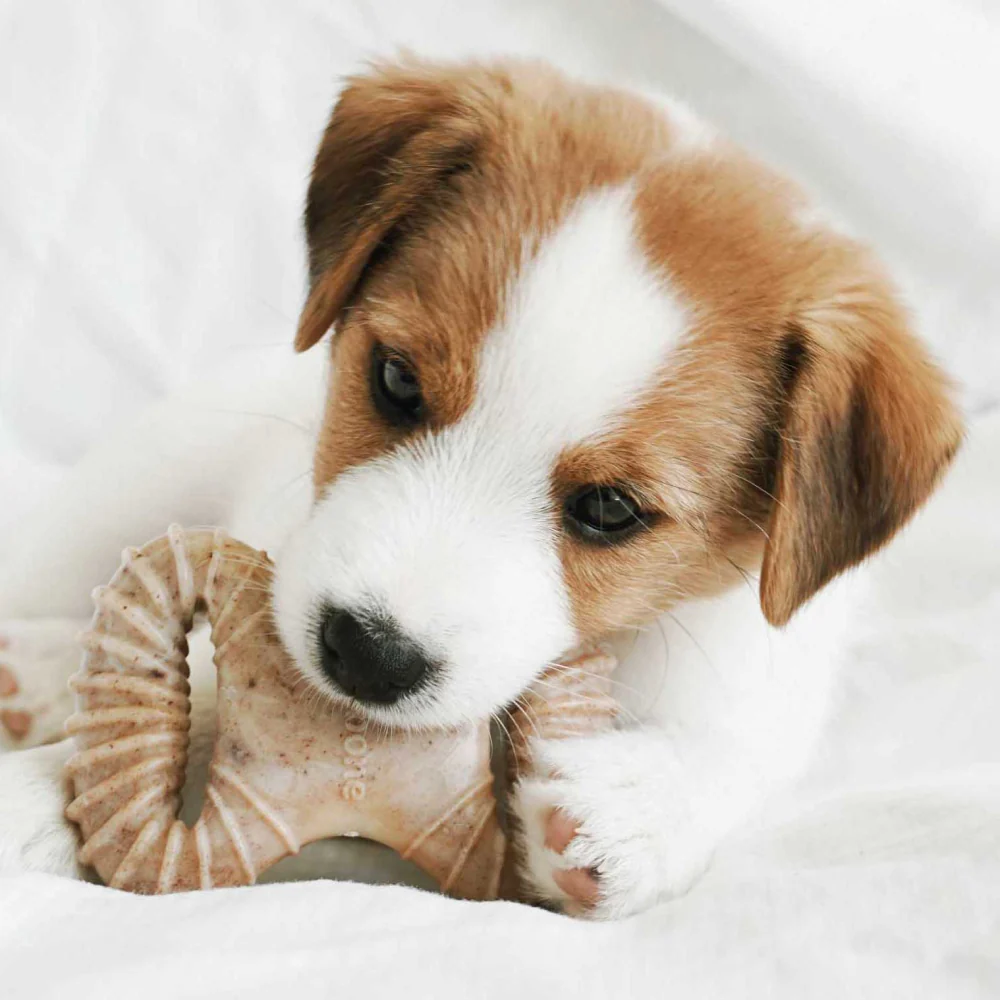 Benebone Bacon Flavored Dental and Wishbone Chew Toys for Puppy - Image 2