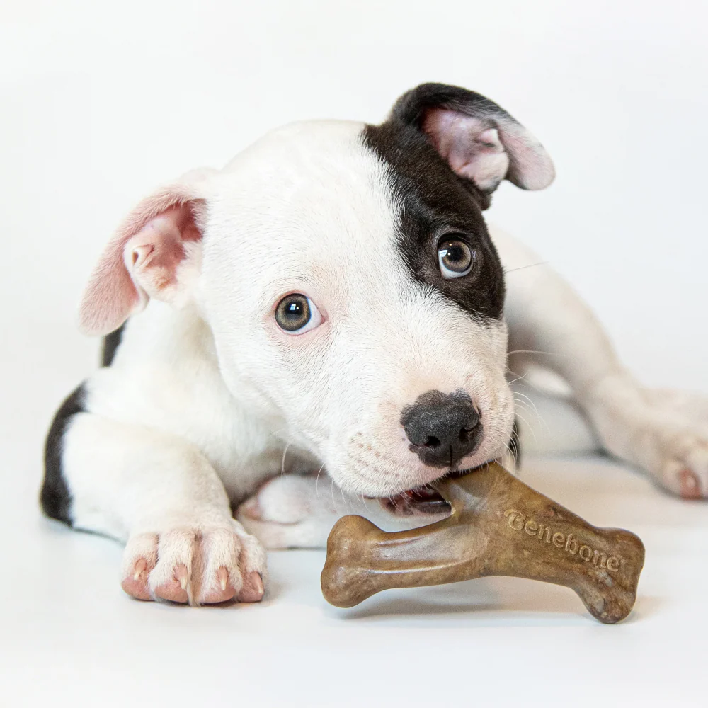 Benebone Bacon Flavored Dental and Wishbone Chew Toys for Puppy - Image 4