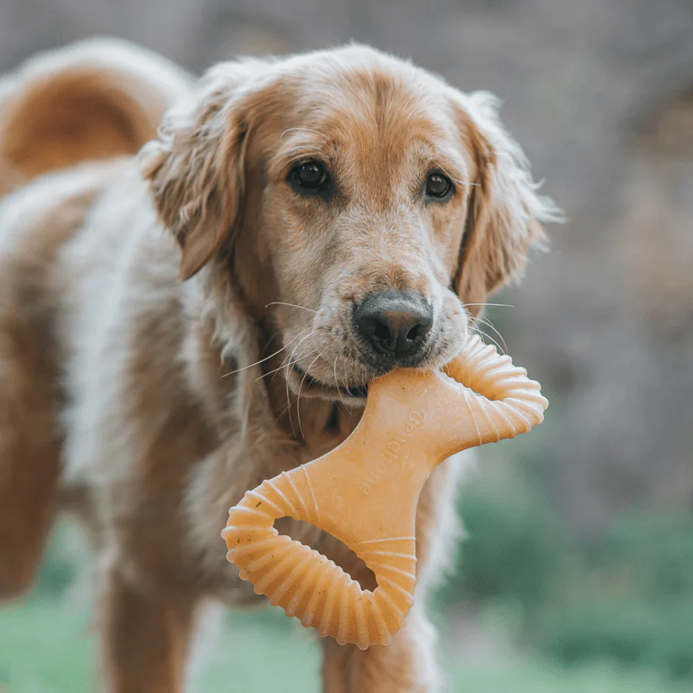 Benebone Chicken Flavored Dental Chew Toy for Dogs - Image 5