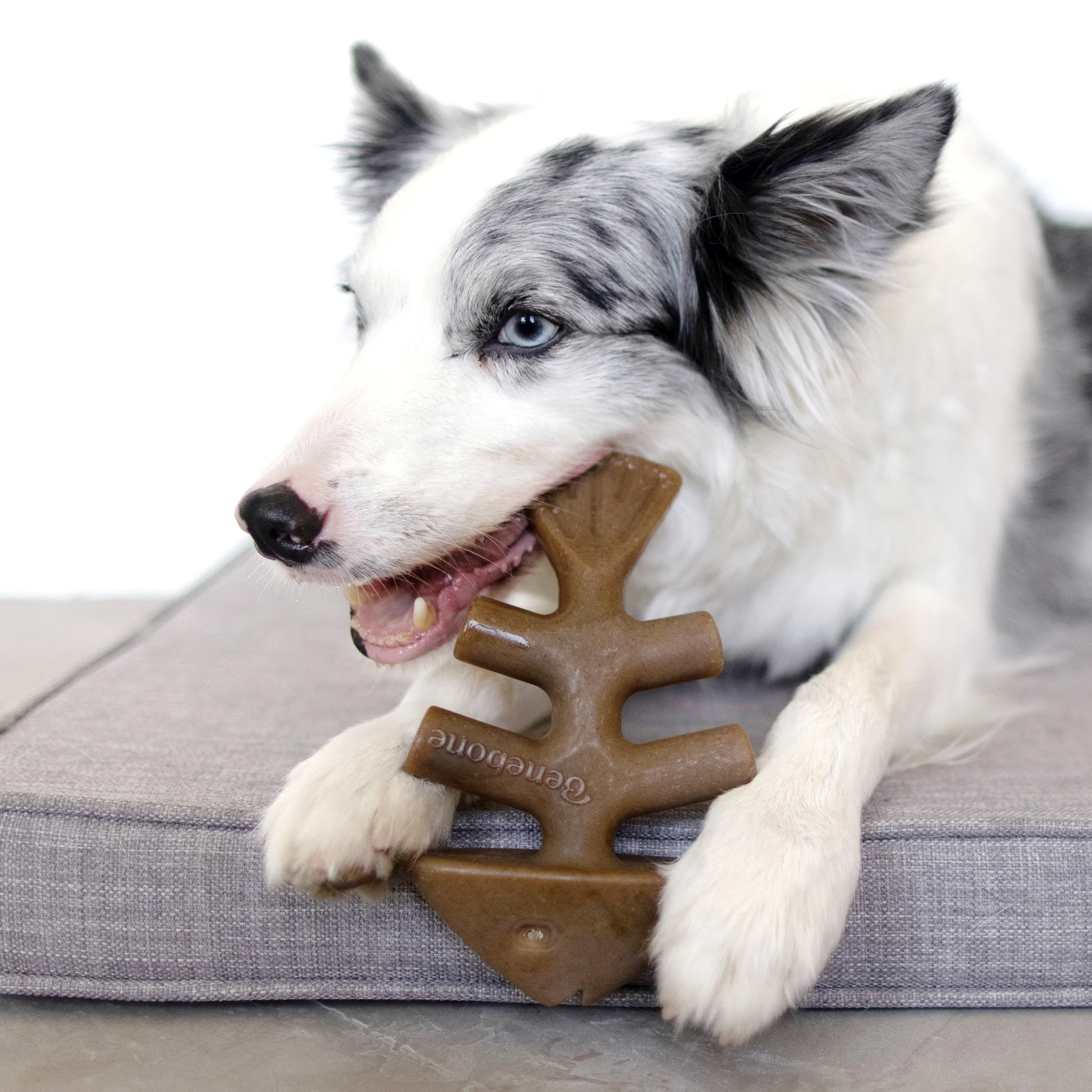 Benebone Jack Salmon Flavored Fishbone Chew Toy for Dogs - Image 5