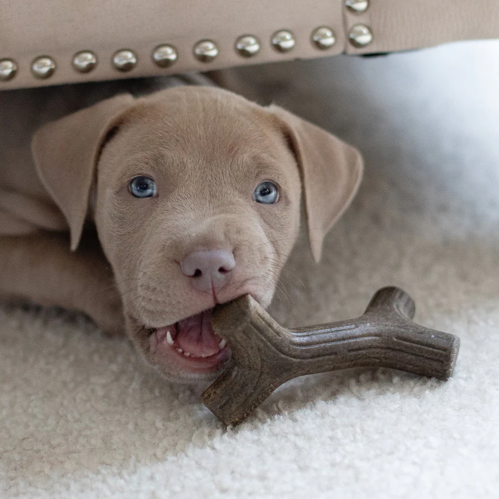 Benebone Maplestick and Zaggler Bacon Chew Toys for Puppy - Image 4