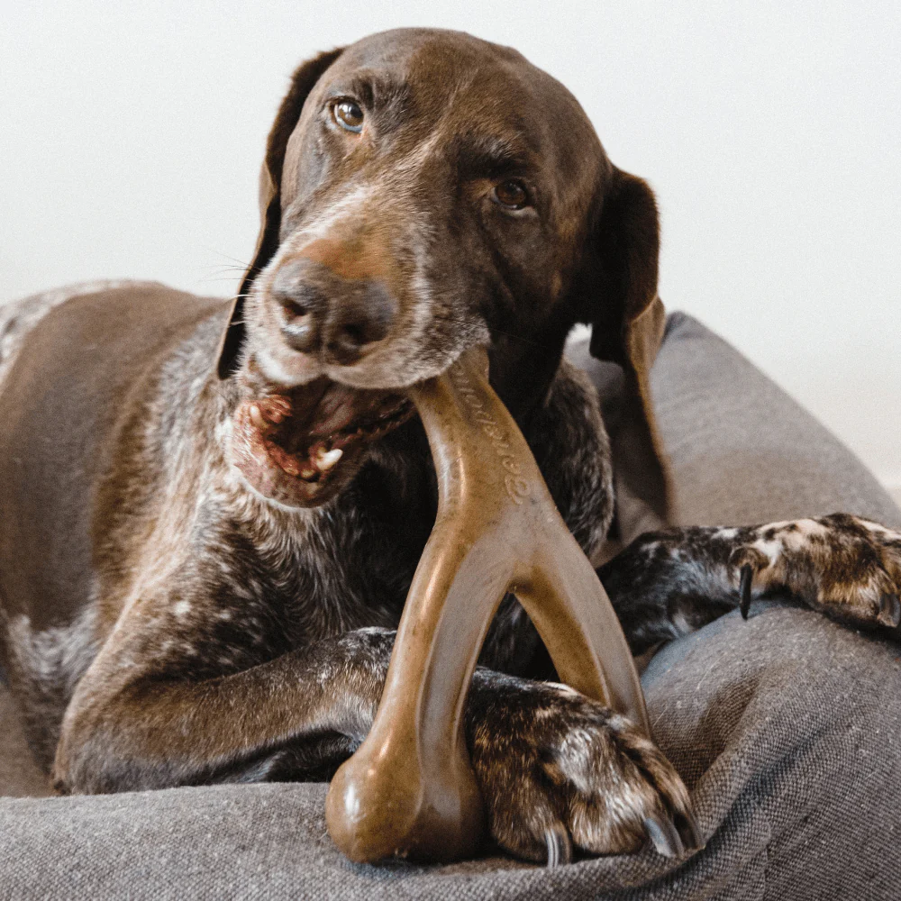 Benebone Peanut Butter Flavored Wishbone Chew Toy  for Dogs | For Aggressive Chewers - Image 5