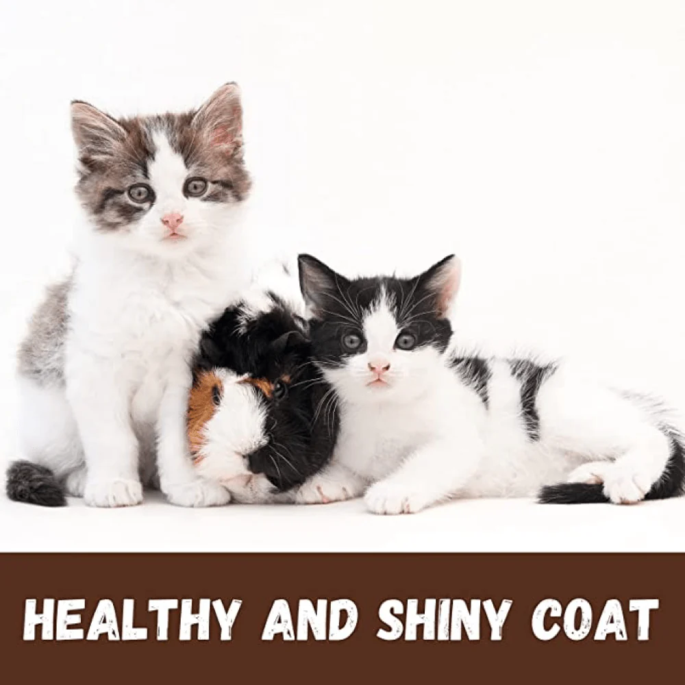 Bio Groom Purrfect White Conditioning Shampoo for Cats - Image 5