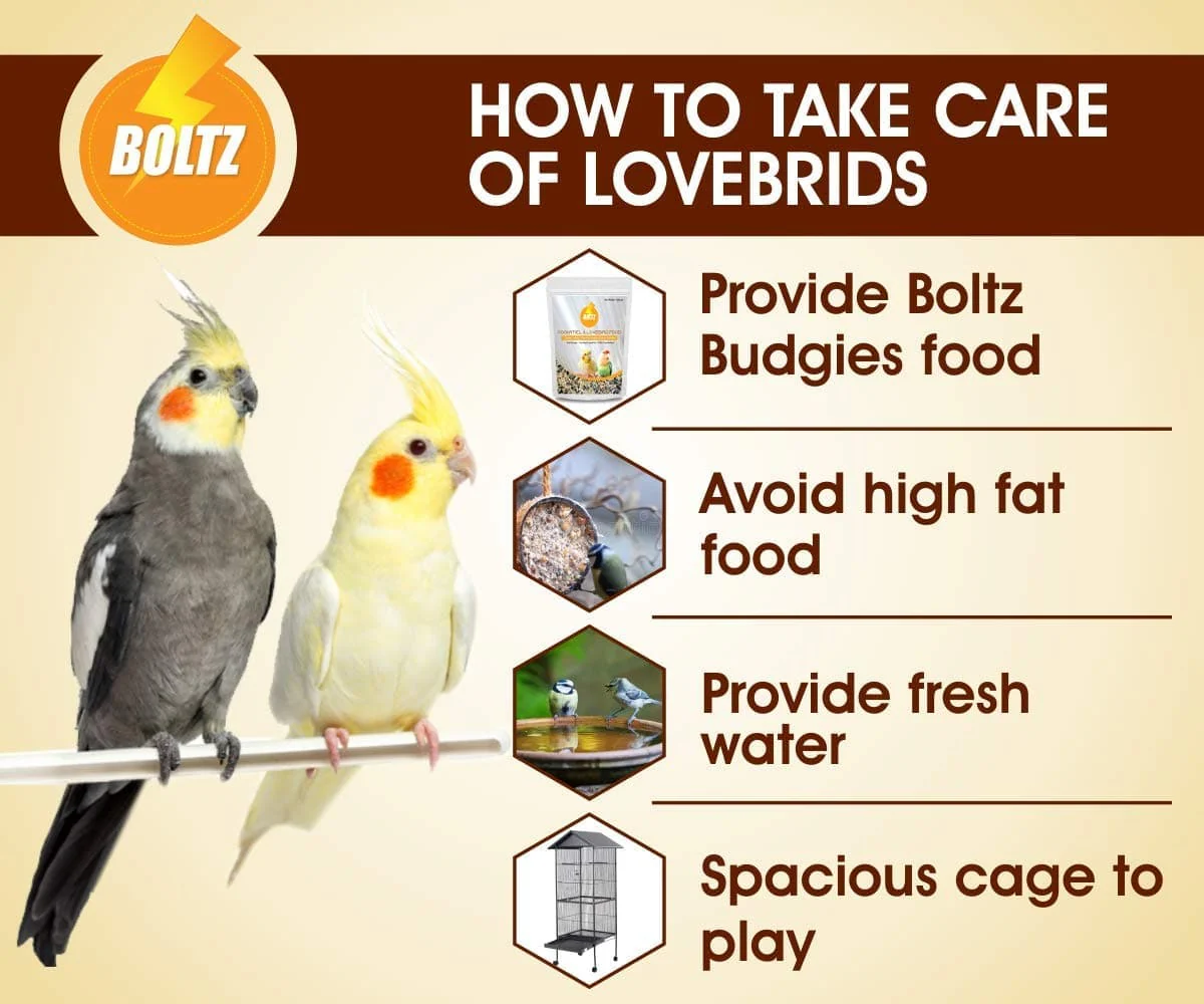 Boltz Cockatiel & Lovebird Food - Image 4