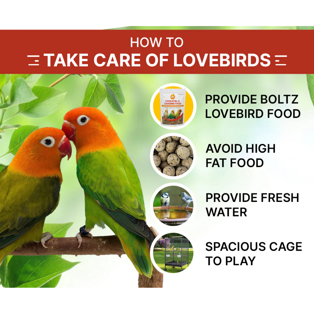 Boltz Mixed Seeds Adult Bird Food for Cockatiel and Lovebirds - Image 6