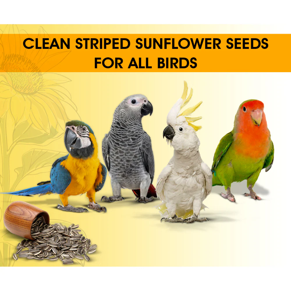 Boltz Striped Sunflower Seeds Bird Food - Image 6